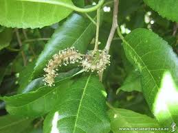 Image result for Streblus