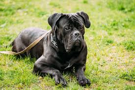 No actual measurement bite test it's based on internet. Top 10 Dog Breeds With The Strongest Bite Petguide