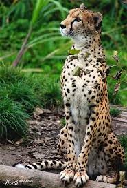 Cheetah The Cheetah Is Classified As Vulnerable On The International Union For Conservation Of Nature List Animals Animals Wild Cute Animals