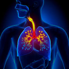 See synonyms for respiratory on thesaurus.com. Respiratory Diseases Symptoms Causes Risk Factors Preventive Measures