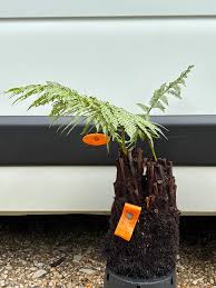 Image result for Dryopteris antarctica