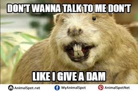 Funny Beaver Memes Funny Animal Memes Memes Beaver