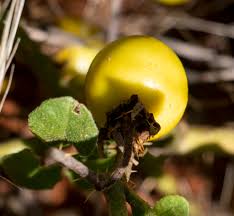 Image result for Solanum supinum