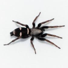 Spiders In California Species Pictures