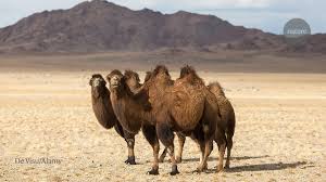 The camel pack is featured prominently in tom robbins novel still life with woodpecker, billed as a love story that happens inside a pack of cigarettes. Dodging Bandits Eking Out Food Tracking Wildlife In Mongolia