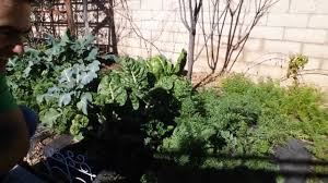 I live in cypress, california, zone 10. How To Winter Garden Southern California Youtube