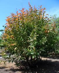Image result for Citharexylum
