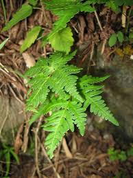 Image result for Aleuritopteris