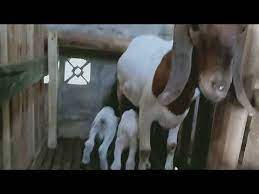 Mar 23, 2016 · 78 farm (2) anak domba (1) anak kambing (1) anakan kambing jawa randu (1) analisa usaha pembibitan kambing (1) belajar ternak kambing (5) beli kambing (1) berat badan kambing (1) beternak kambing (7) beternak kambing dan domba (3) bibit kambing (1) bisnis aqiqah (1) bisnis domba qurban (1) bisnis kambing (1) bisnis kambing domba (1) bisnis. Indukan Kambing Boer Kambing Pedaging 78 Farm Jogja Youtube Beternak Kambing Kambing Domba