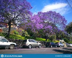 We did not find results for: Blooming Purple Jacaranda Mimosifolia Flower In Spring Season Of Australia At Arncliffe Station Street Editorial Photo Image Of Architecture Attraction 130537191
