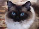 Ragdoll persian kittens for sale - May 2020 - NewsNow
