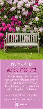 Pflanzen Als Sichtschutz Fur Garten Balkon Plantura Pflanzen Bluhende Hecke Sichtschutz Pflanzen