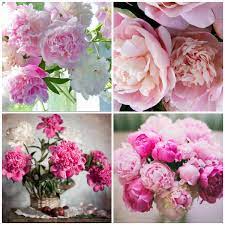 Maybe you would like to learn more about one of these? 10 Of The Most Fragrant Flowers In The Review