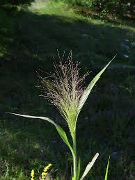 Image result for Panicum funaense