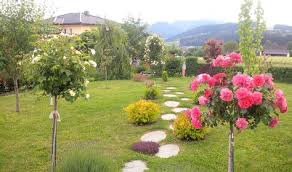 Rosenbaumchen Garten Rosen Baum