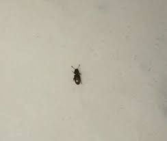 identifying small brown bugs? thriftyfun