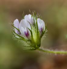 Image result for Trifolium