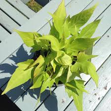 Care of sweet peas pinch out the growing tips of the plants when they are about 6 inches (15 cm.) tall to stimulate lateral growth and bushiness. Ipomoea Batatas Sweet Caroline Green Sweet Potato Vine Sweet Caroline Green In Gardentags Plant Encyclopedia