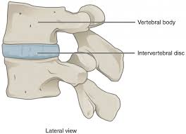 Classification Of Joints Fibrous Joints Cartilaginous