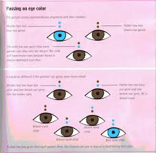 58 Prototypic Eye Color Chart From Parents