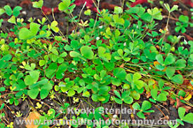 Image result for Marsilea vera