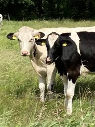 Sommer 2020 In 2020 Sommer Ostfriesland