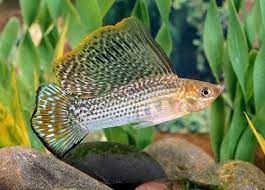 Tips On Caring For Sailfin Mollies Aquarium Fish Fresh Water Fish Tank Saltwater Aquarium Fish