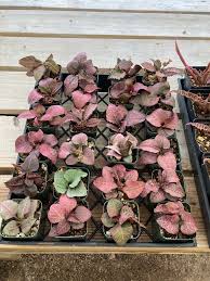 Image result for Euphorbia baylissii