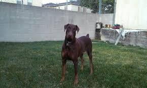 European doberman puppies for sale in california. European Doberman Puppies For Sale In Los Angeles California Classified Americanlisted Com