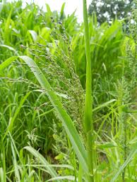 Image result for Panicum schinzii