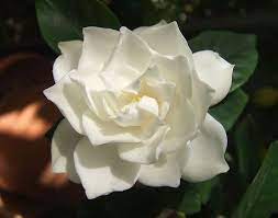 White Gardinia My Absolute Favorite My Backyard Was Covered In Them Gardenia Plant Fragrant Flowers Gardenia