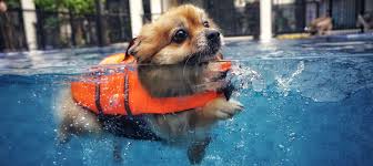 Explore other popular pets near you from over 7 million businesses with over 142 million reviews and opinions from yelpers. Veterinarian In Virginia Beach Veterinary Hospital Beach Pet Hospital
