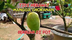 Membekalkan anak pokok chokanan call. Tips Merawat Pohon Mangga Chokanan Agar Berbuah Di Pot Tabulampot Youtube