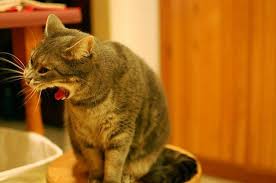 Why Your Cat Gags And What To Do About It Cat Throwing Up What Cats Can Eat Cats