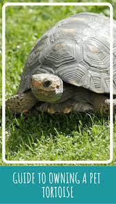 Guide To Owning A Pet Tortoise Pbs Pet Travel