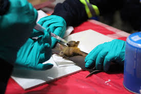 And that killing goats with psychic powers was just the tip of the iceberg. Bats In China Carry 400 Coronaviruses With The Potential To Spill Over Into Humans Goats And Soda Npr