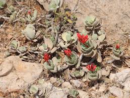 Image result for Kalanchoe hametiorum