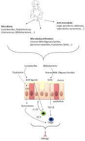 Frontiers Shaping The Gut Microbiota By Breastfeeding The Gateway To Allergy Prevention Pediatrics
