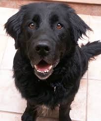 Common pairings with the newfoundland in the mix include thanks for visiting our newfoundland mix page! 15 Newfoundland Mixes Breeds Enormous Newfies To Nuzzle You