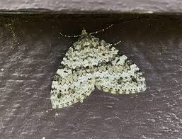 Image result for Entephria polata