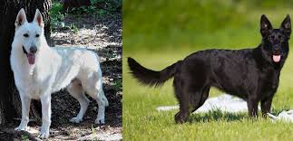 what happens when you breed a black gsd to a white gsd