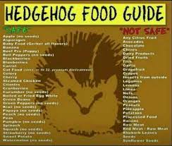 Best Cat Food For Hedgehogs Http Pets Ok Com Best Cat Food For Hedgehogs Cats 267 Html Hedgehog Food Hedgehog Pygmy Hedgehog