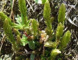 Image result for Selaginella cathedrifolia