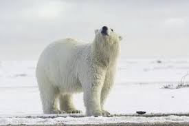 It is so popular among wildlife enthusiasts that it has its own day of recognition, international a large male polar bear may weigh up to 1,500 pounds and grow to nearly 10 feet tall, standing on its hind legs; How Tall Is A Polar Bear Polar Bear Height Zooologist