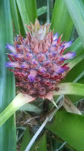 2 Months Ago My Pineapples Started Blooming Bloom Ornamental Plants All About Plants