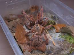 Image result for Orthochilus milnei