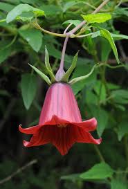 Image result for Canarina