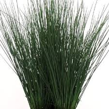Image result for Juncus