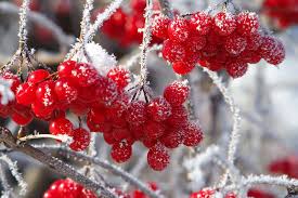 Wer glaubt im winter gäbe es im garten nichts zu tun, der irrt gewaltig. Garten Im Winter Auch In Der Kalten Jahreszeit Geniessen
