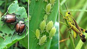 Click on names for photos and complete descriptions. How To Identify And Control 5 Common Garden Pests At Menards